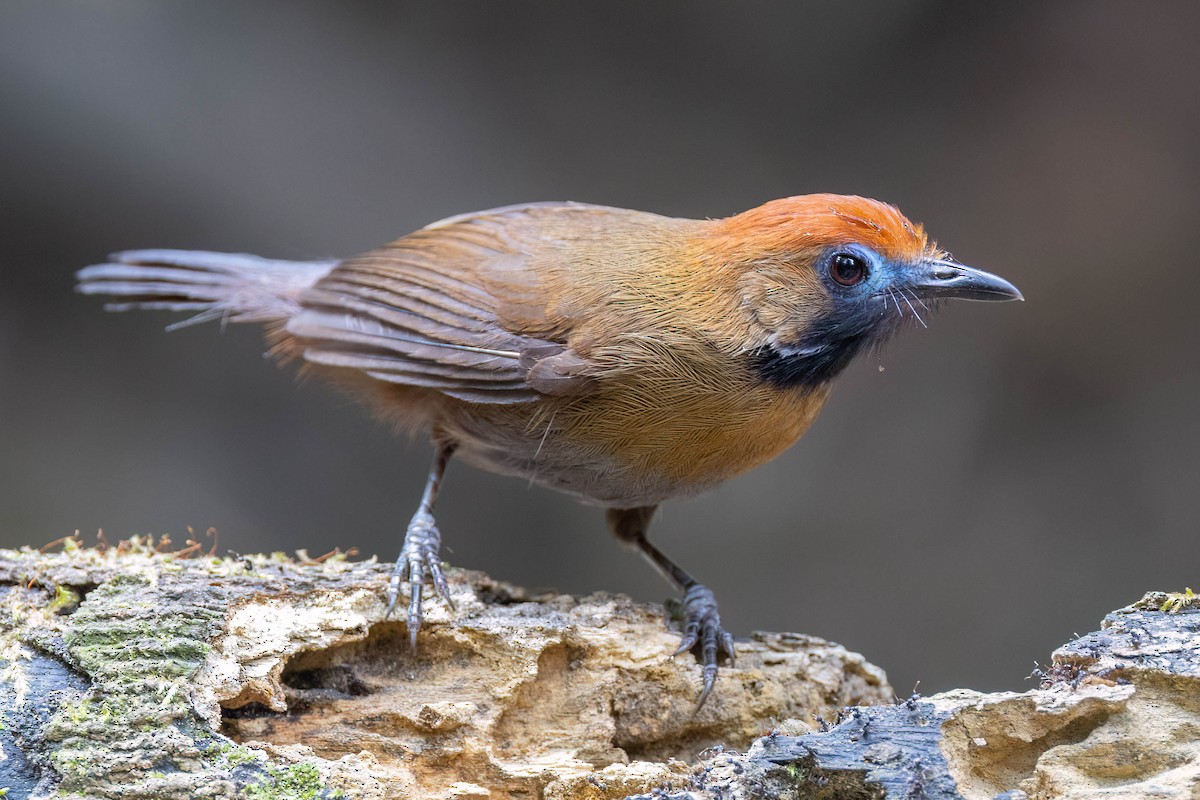 Timalí Piloso - ML650613304