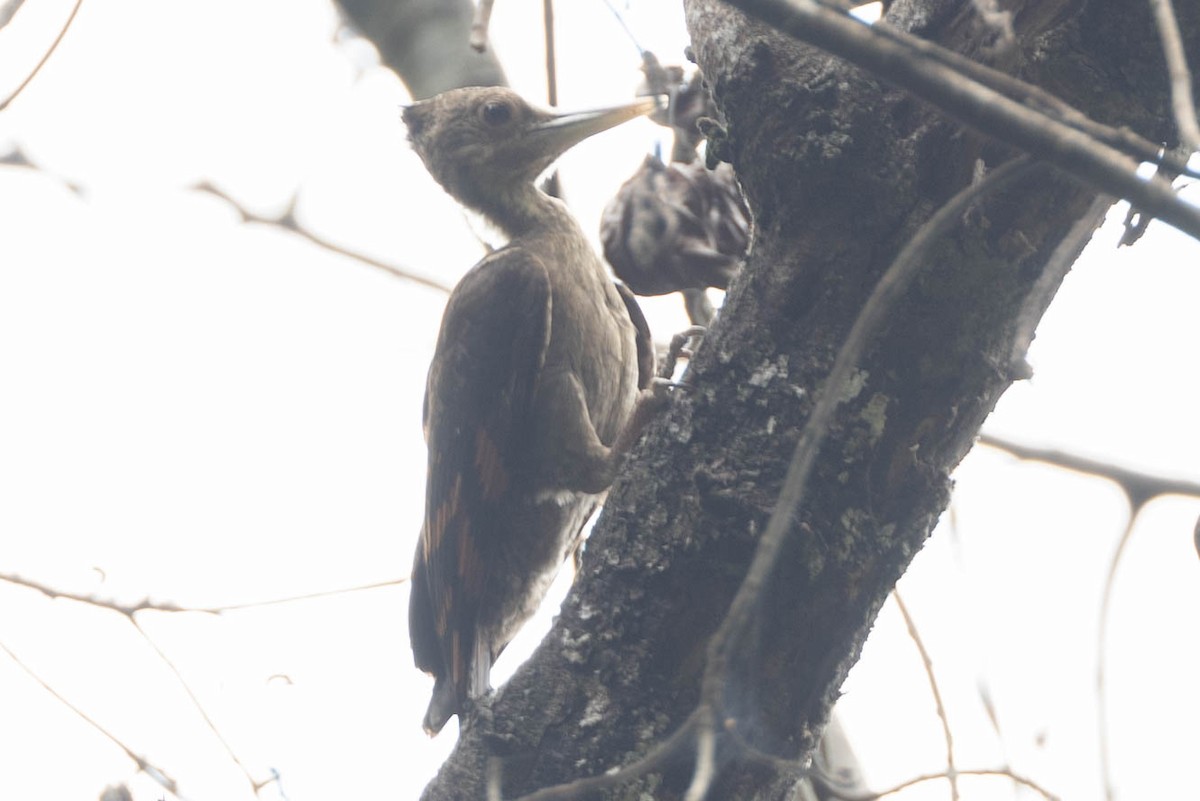 Pito Dorsinaranja - ML650613349