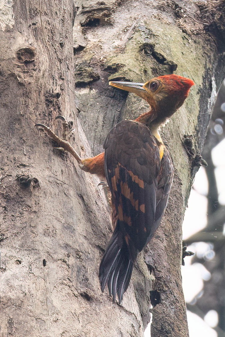 Pito Dorsinaranja - ML650613350