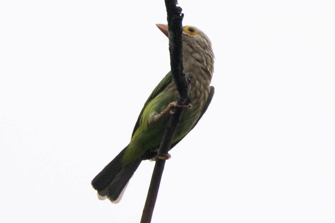 Barbudo Listado - ML650613363