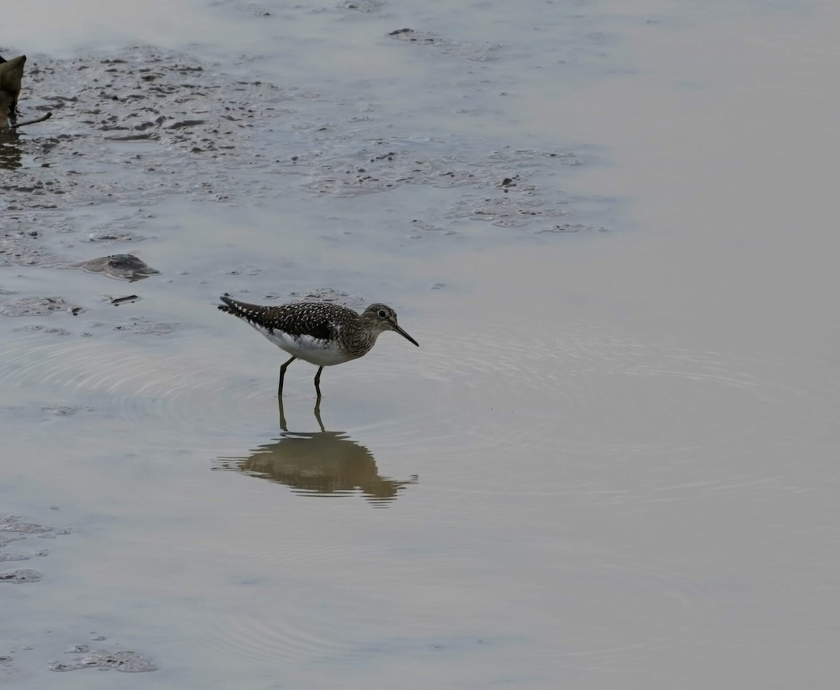 Einsiedelwasserläufer - ML650613384