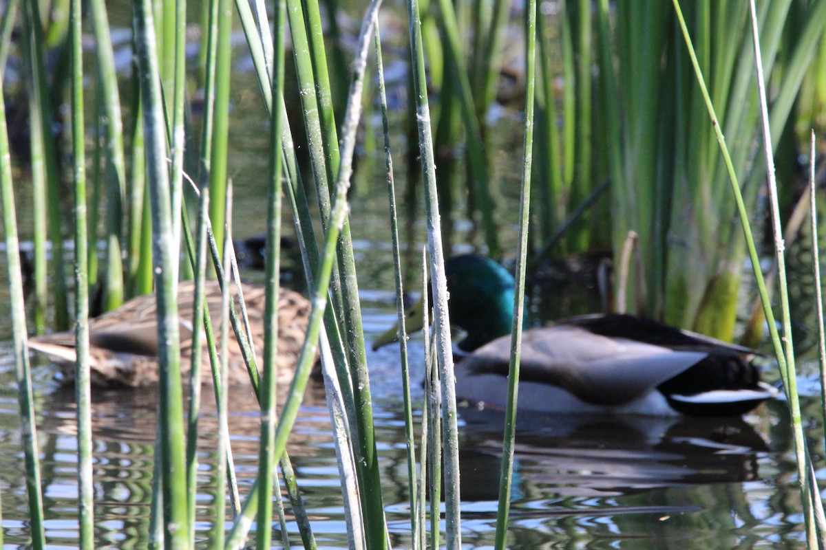 Mallard - ML650613490