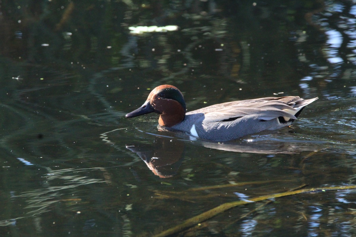 Green-winged Teal - ML650613688