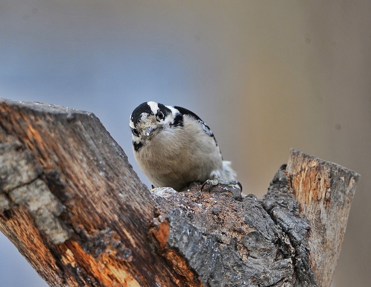 dunspett - ML650613694