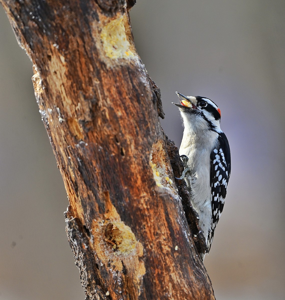 dunspett - ML650613696