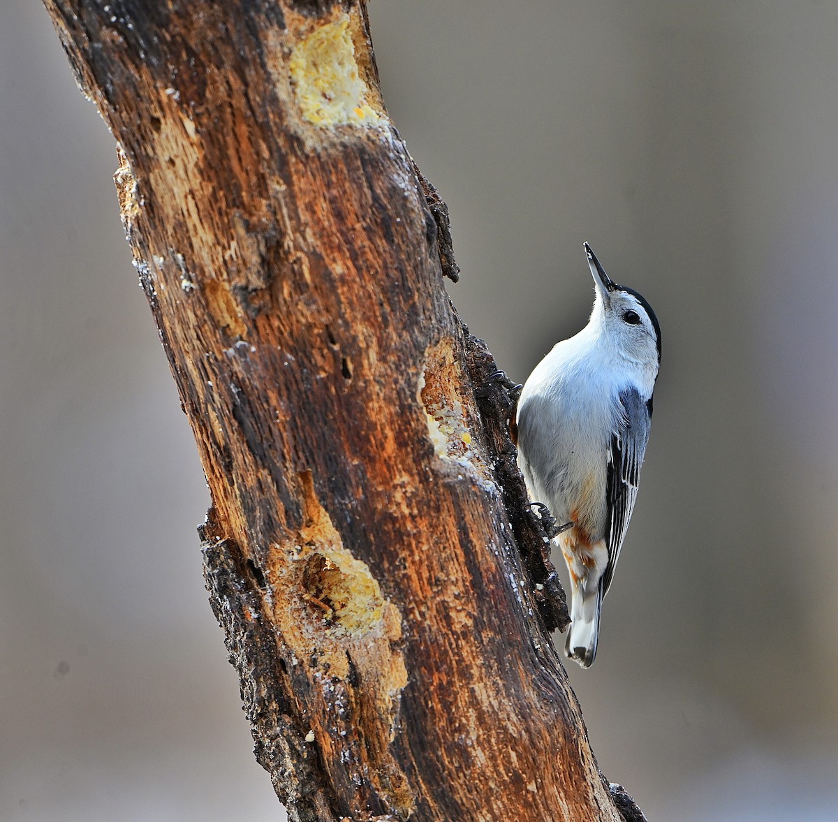 White-breasted Nuthatch - ML650613705