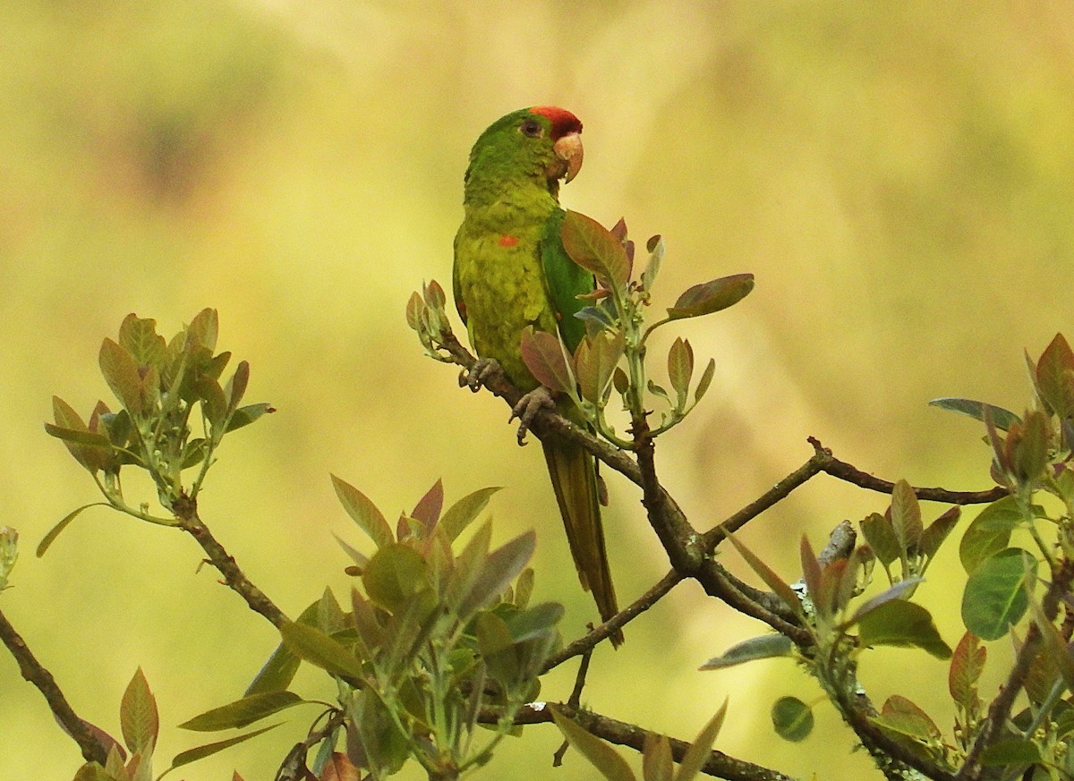 Scarlet-fronted Parakeet - ML650613734