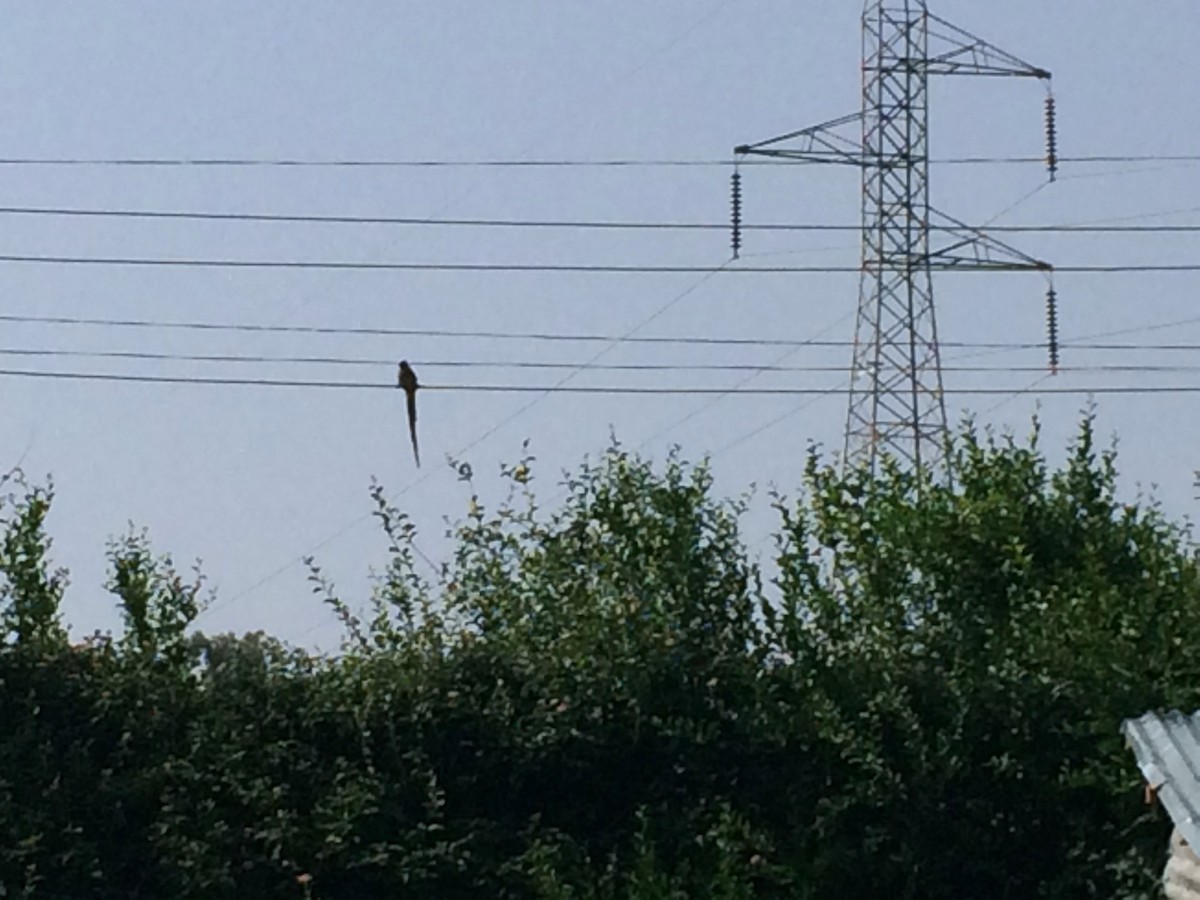 Бурокрылая птица-мышь - ML650613935