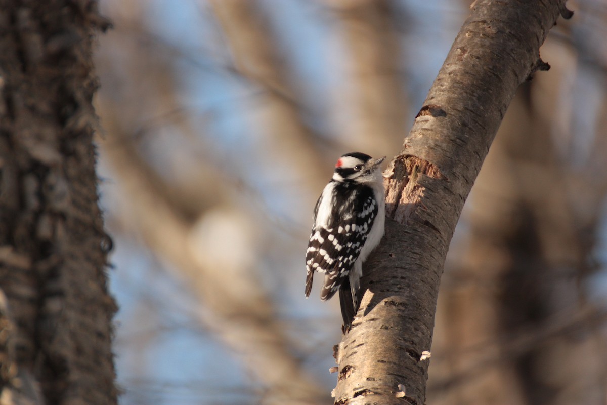 dunspett - ML650613966