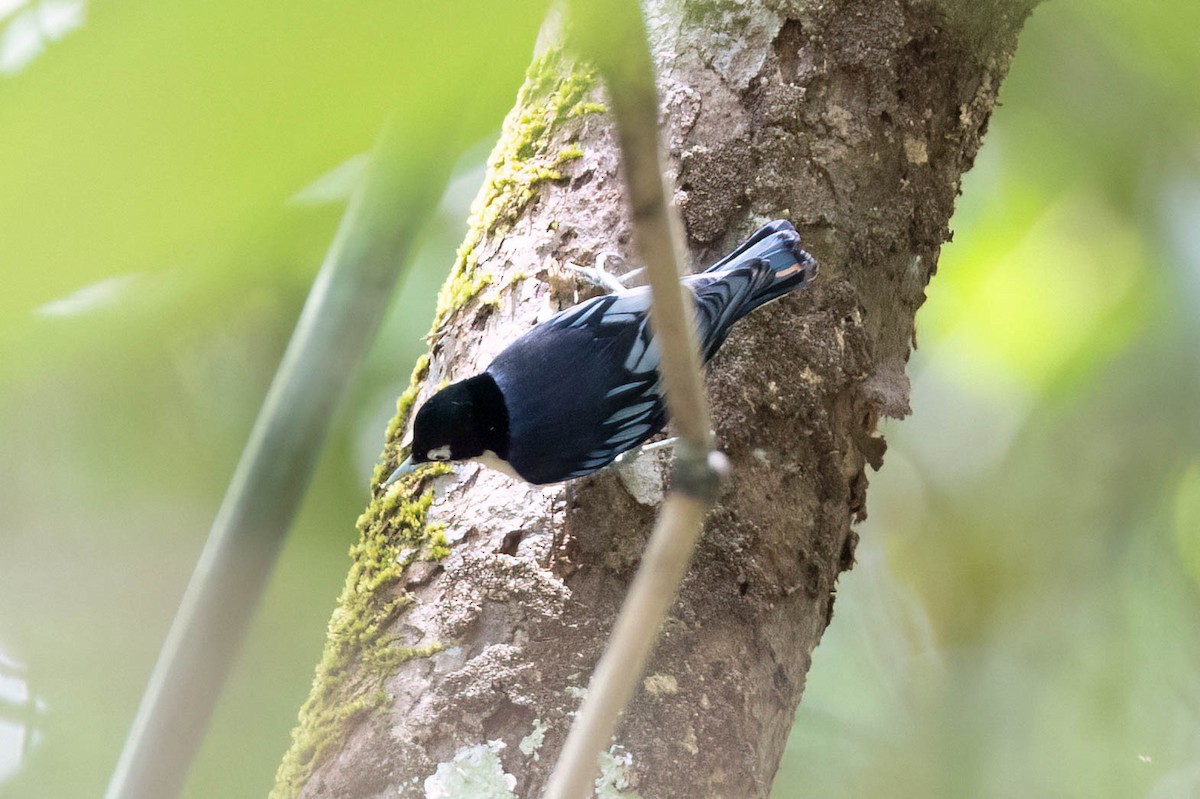 Trepador Azur - ML650614341