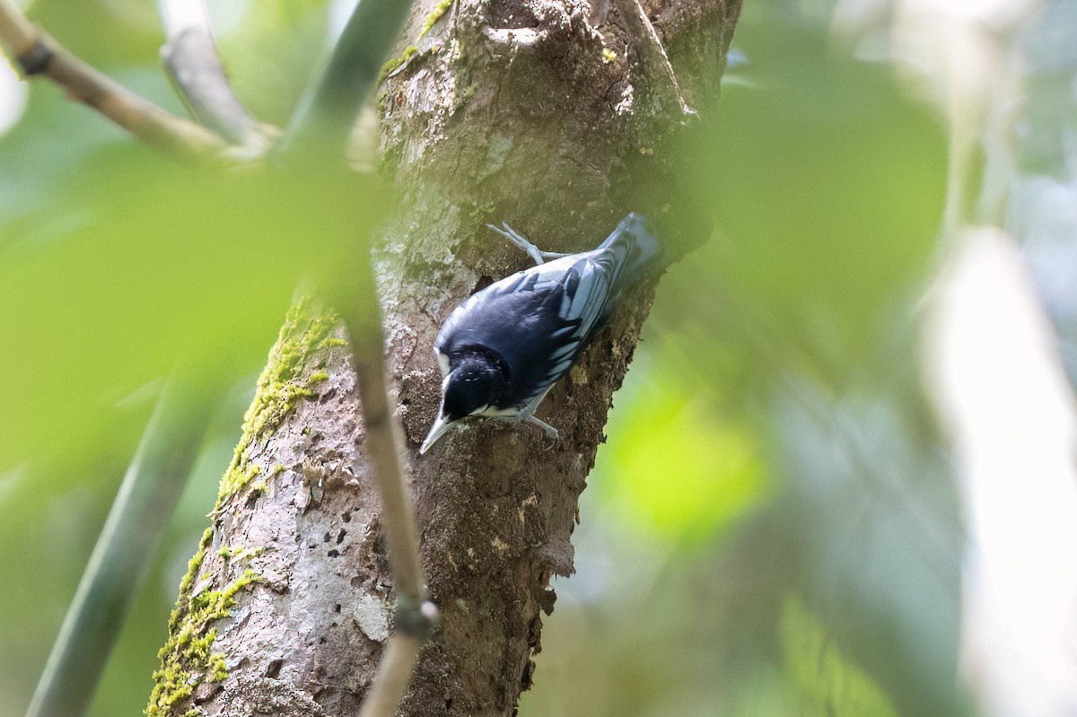 Trepador Azur - ML650614342