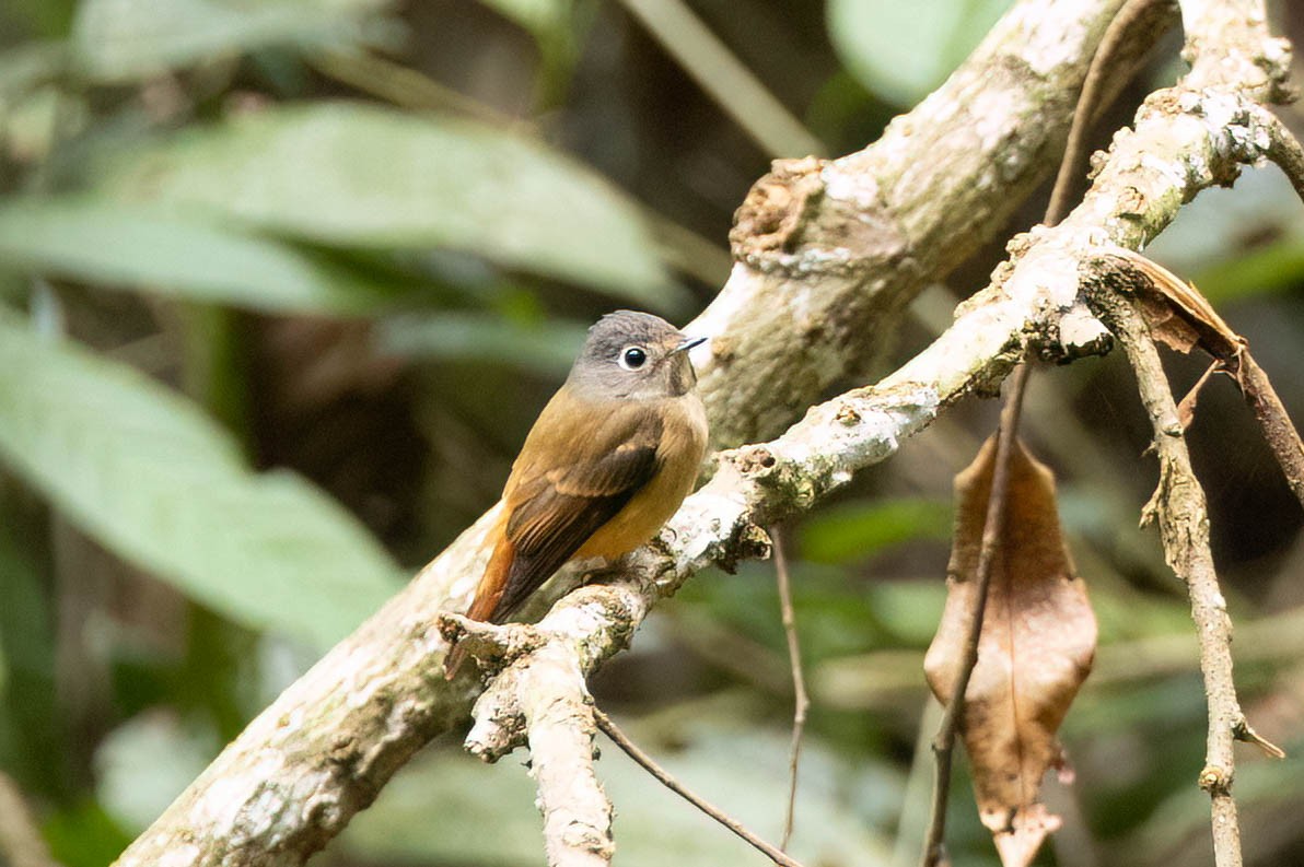 Papamoscas Herrumbroso - ML650614356