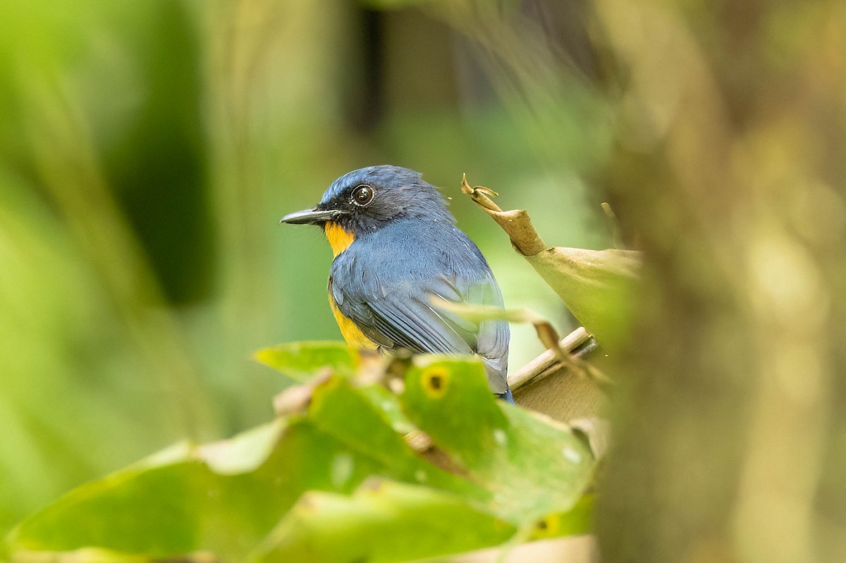 Papamoscas Pechiclaro - ML650614359