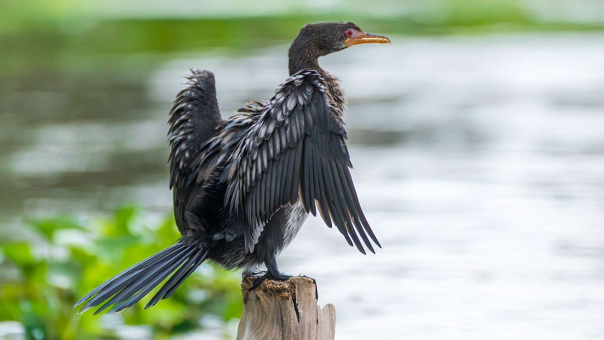 Reed Cormorant - ML650614389