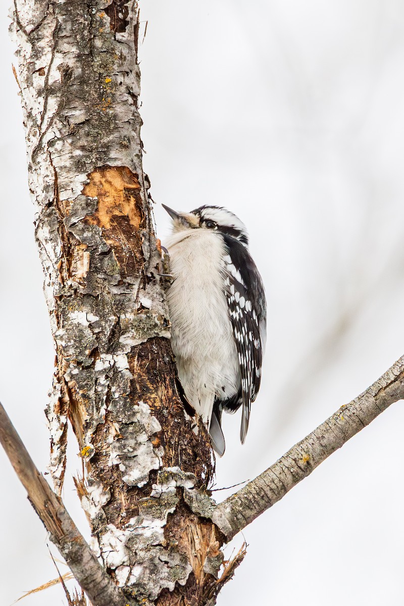 dunspett - ML650614688