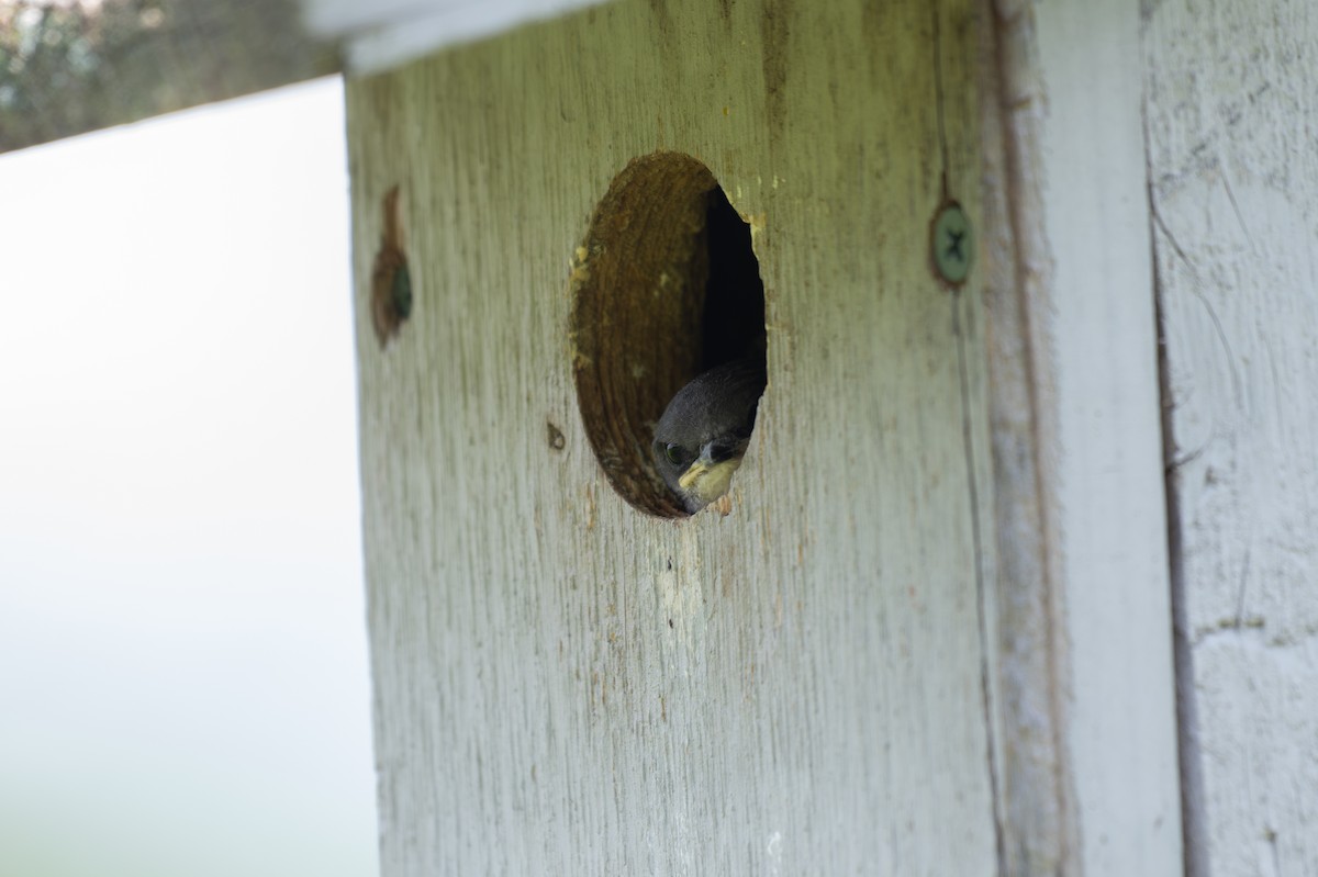 Tree Swallow - ML650614792