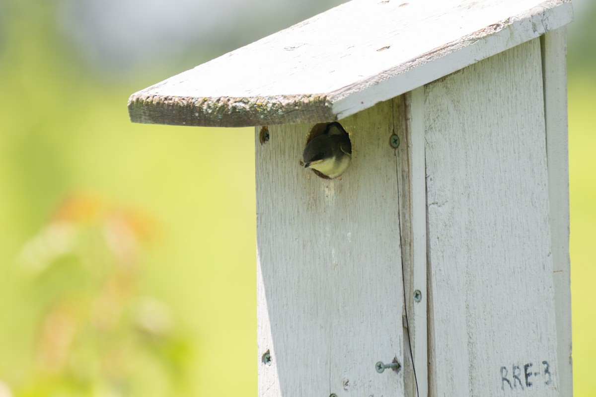 Tree Swallow - ML650614801