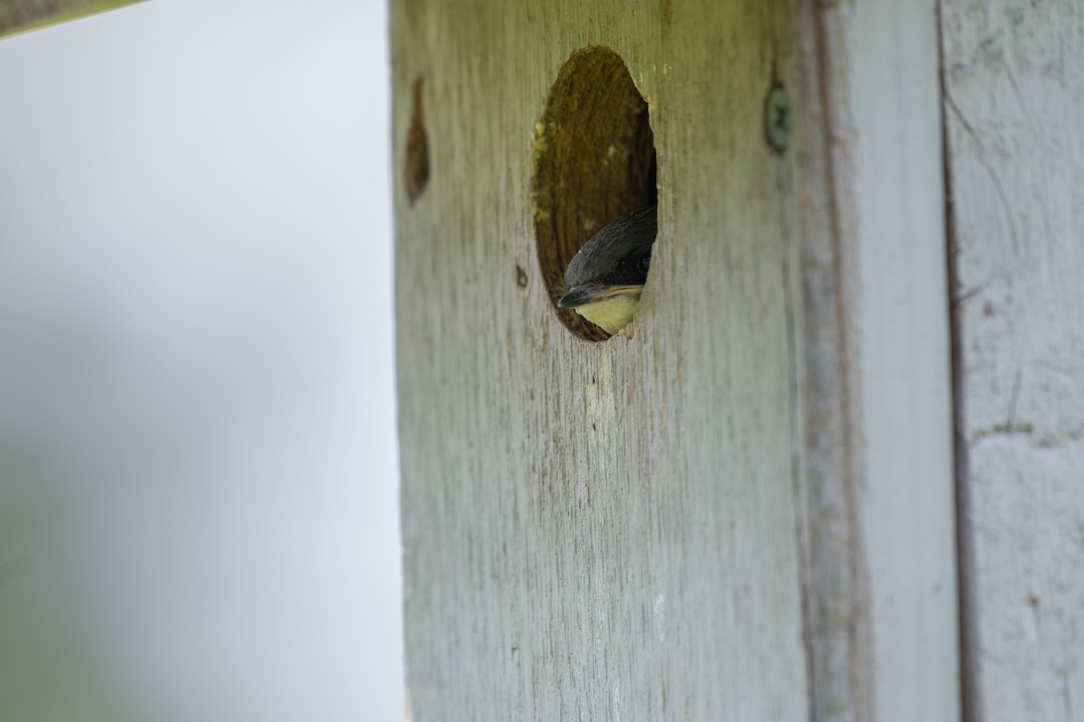 Tree Swallow - ML650614802