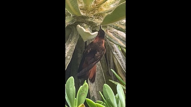 Shining Sunbeam - ML650614977