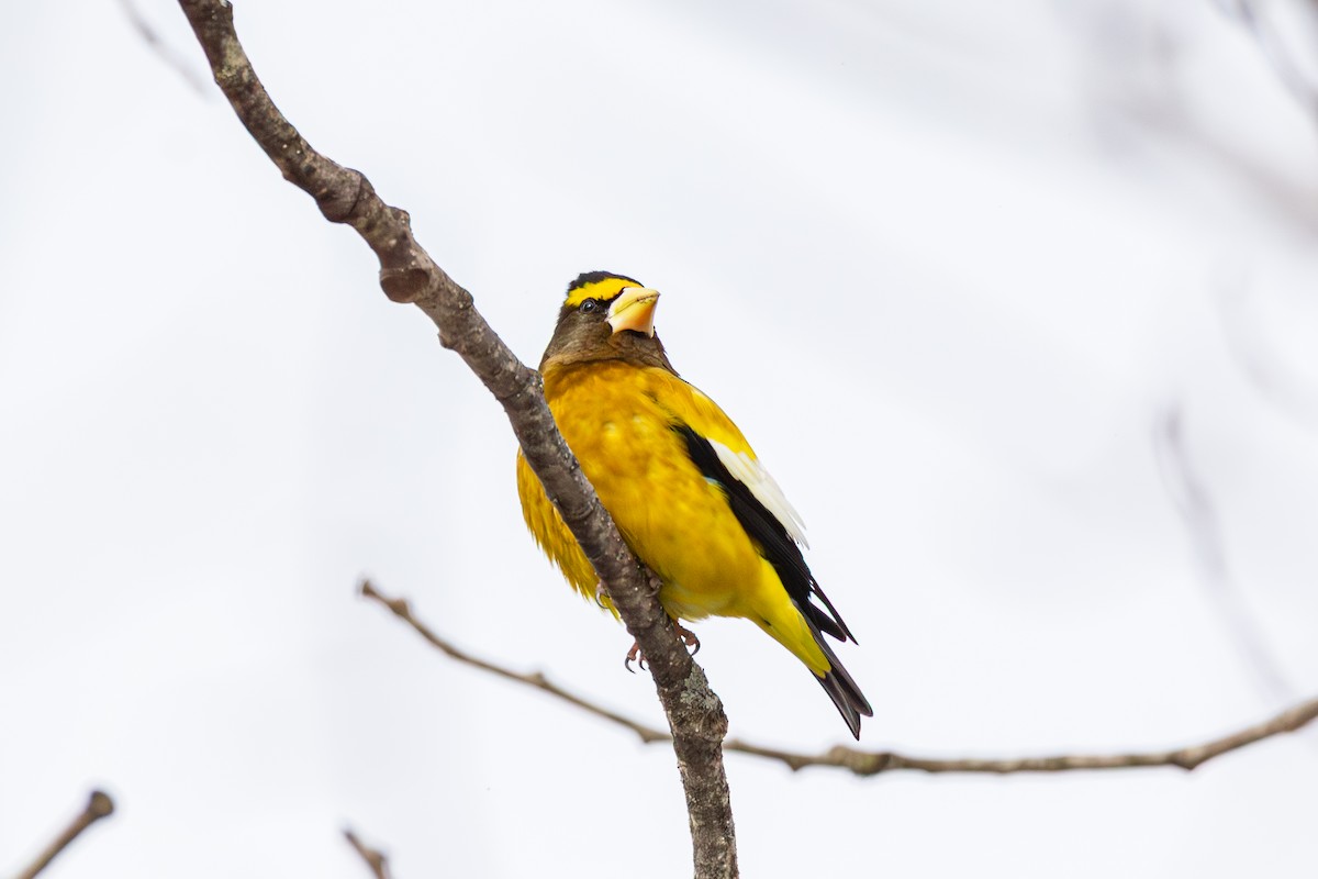 Кіпаль жовтобровий - ML650615019