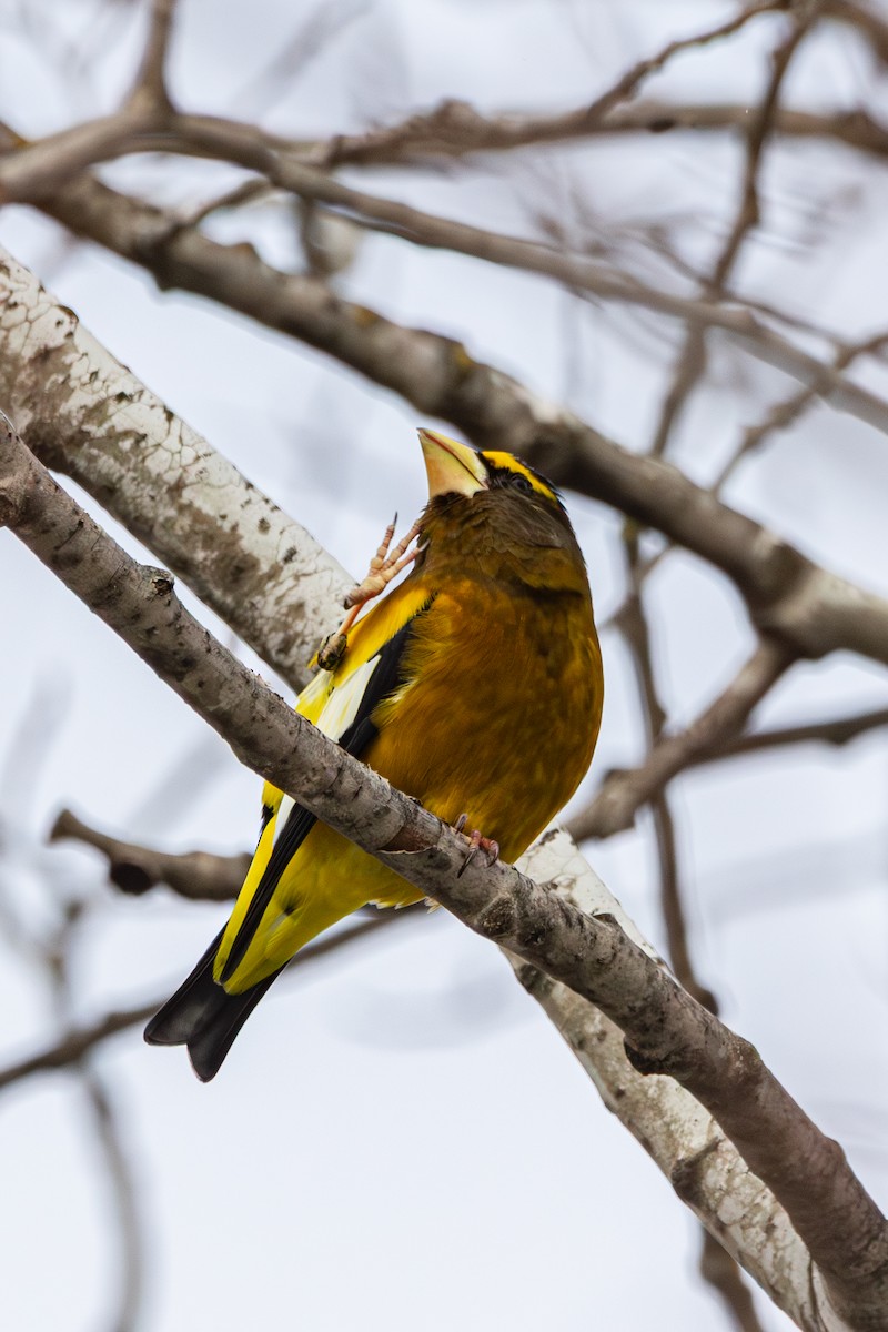 Кіпаль жовтобровий - ML650615020