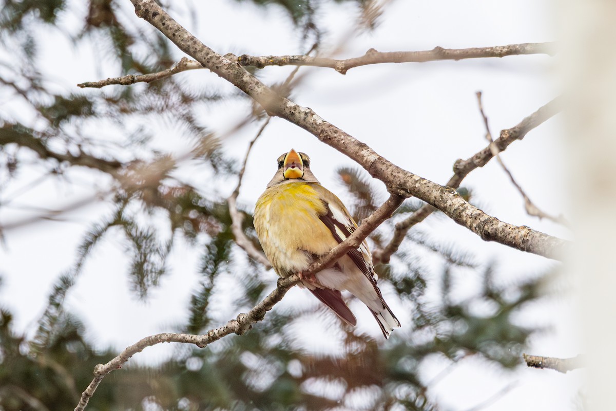Кіпаль жовтобровий - ML650615023