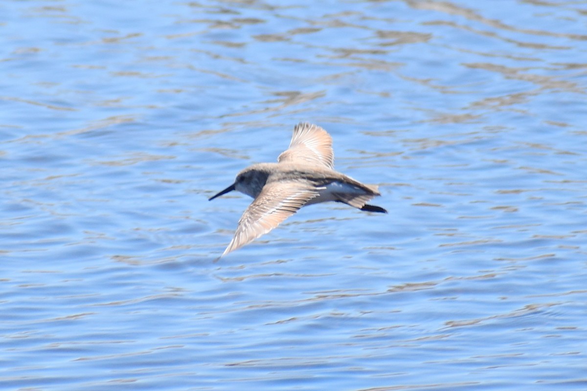 Bergstrandläufer - ML650615049