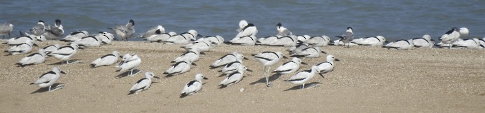 Crab-Plover - ML650615163