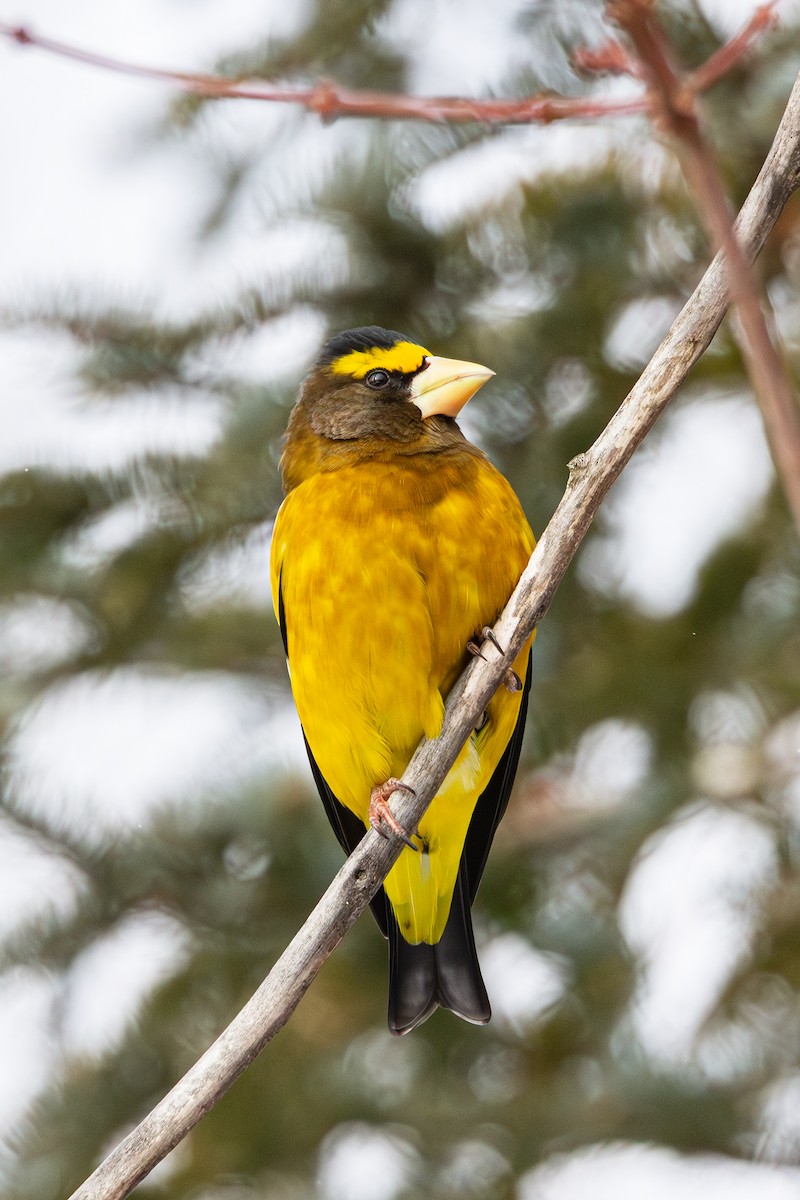 Кіпаль жовтобровий - ML650615209