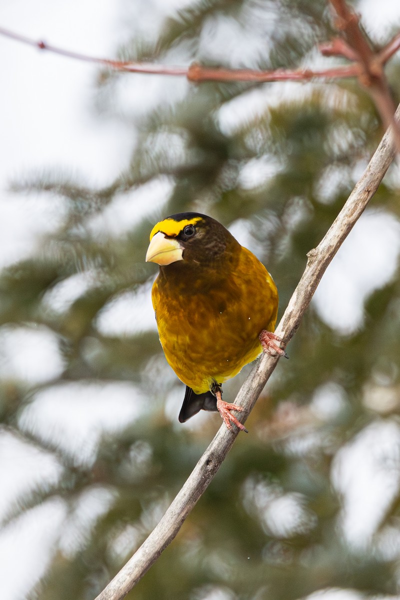 Кіпаль жовтобровий - ML650615210