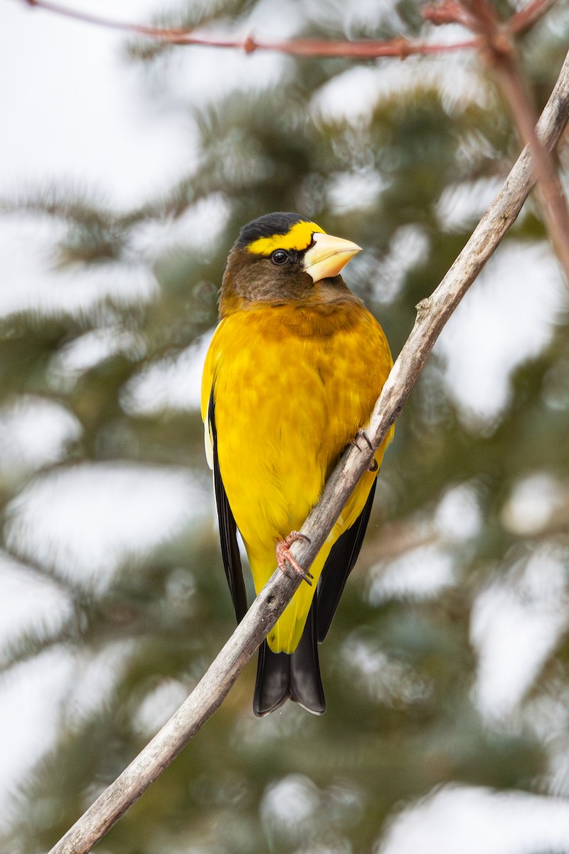 Кіпаль жовтобровий - ML650615211