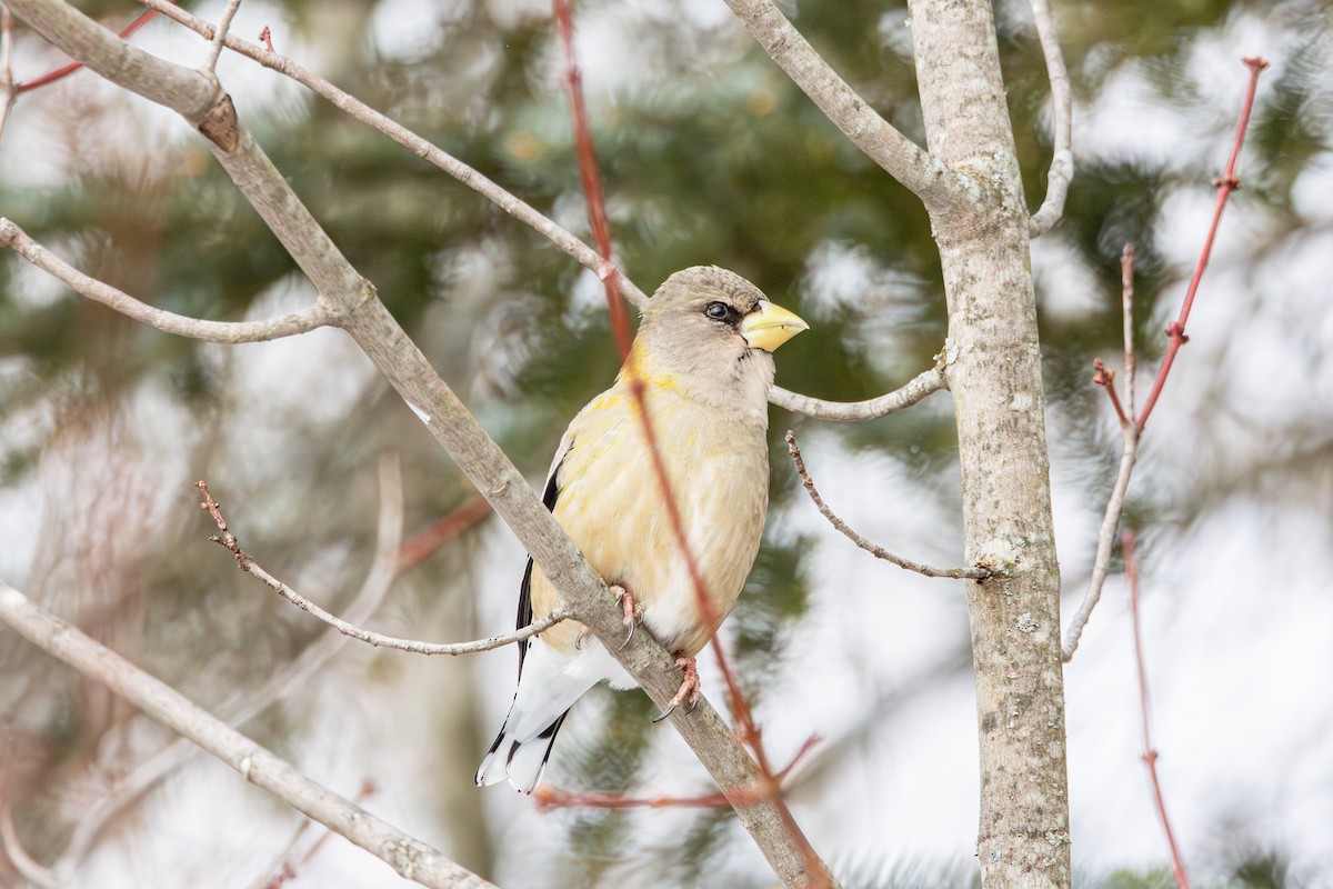 Кіпаль жовтобровий - ML650615213