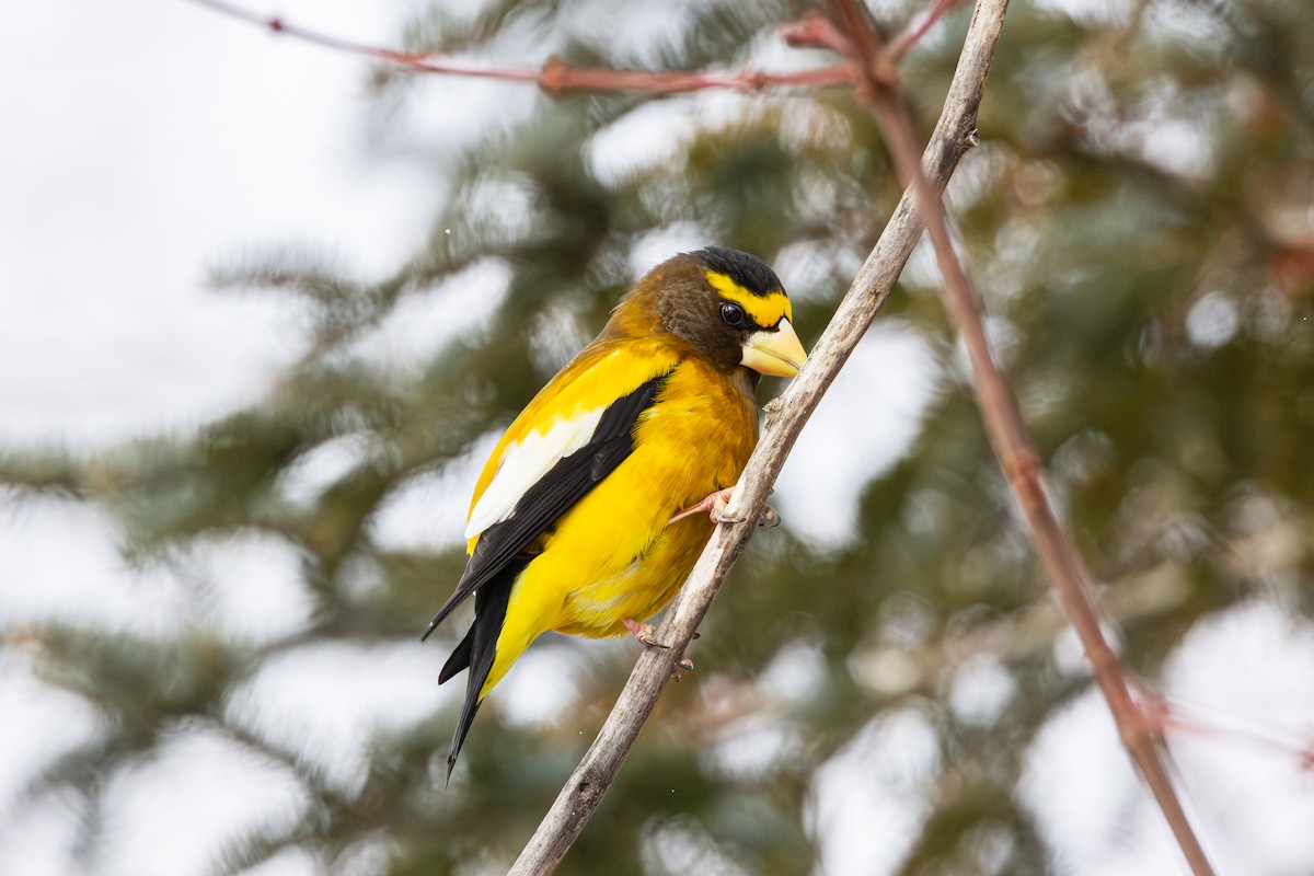 Кіпаль жовтобровий - ML650615214