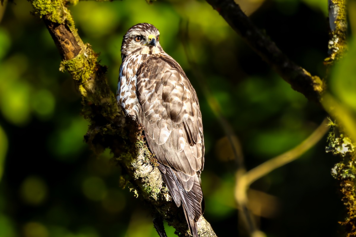 Broad-winged Hawk - ML650615224