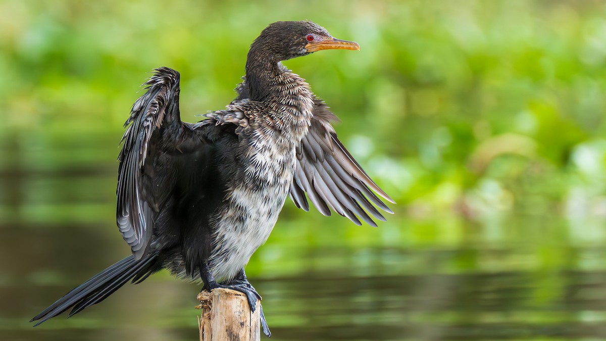 Reed Cormorant - ML650615307