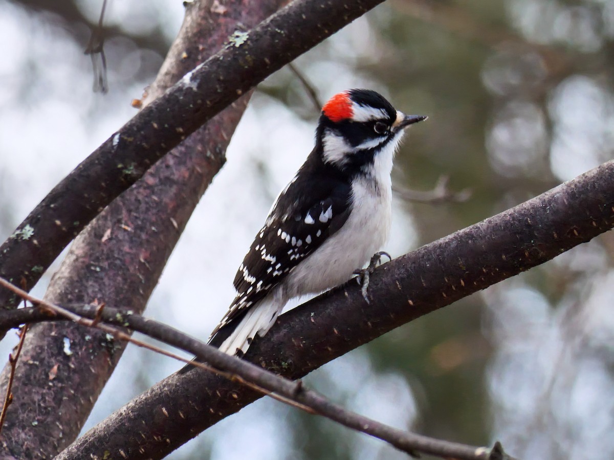 dunspett - ML650615556