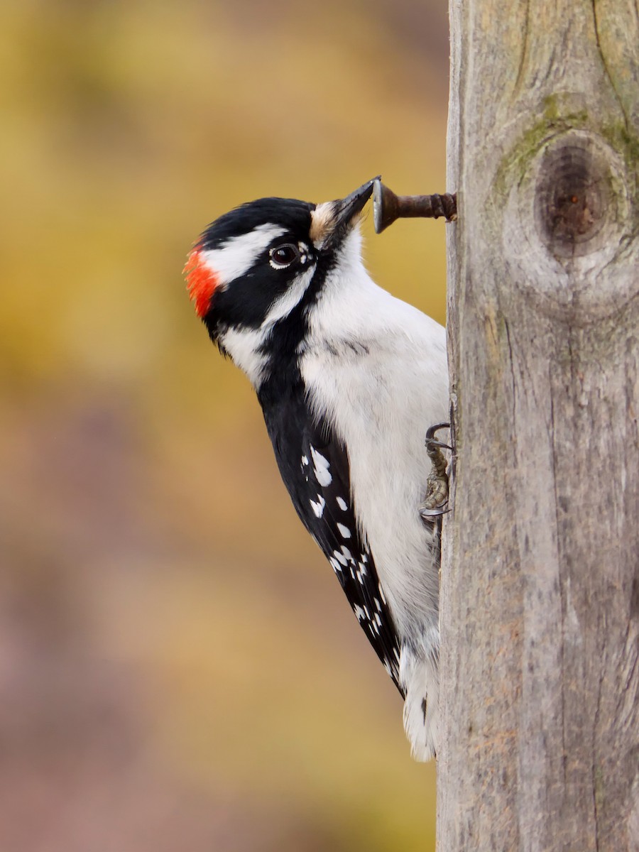 dunspett - ML650615558