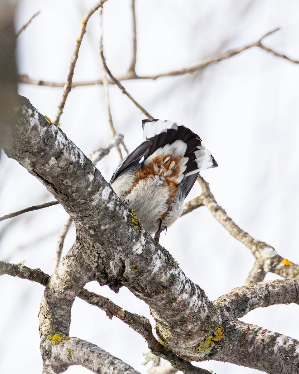 White-breasted Nuthatch - ML650615605