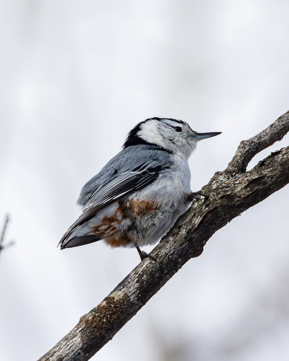 White-breasted Nuthatch - ML650615606