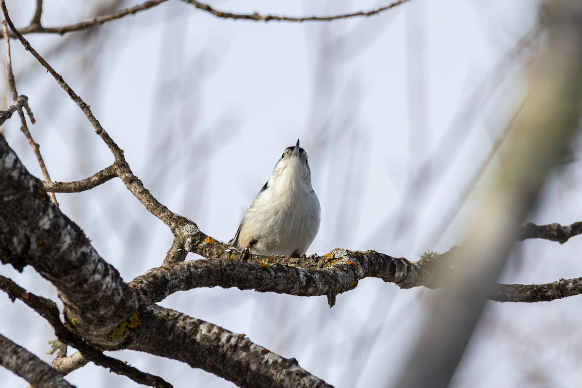 White-breasted Nuthatch - ML650615607