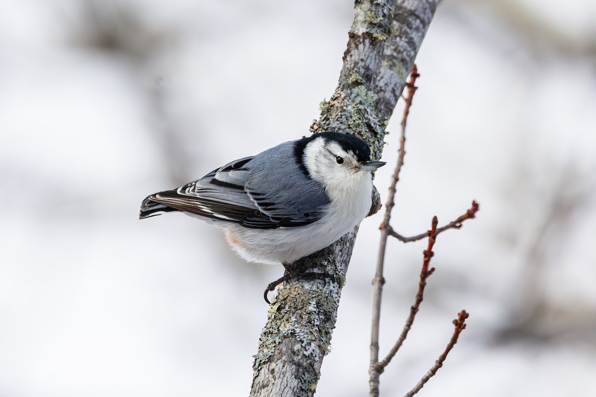 White-breasted Nuthatch - ML650615608