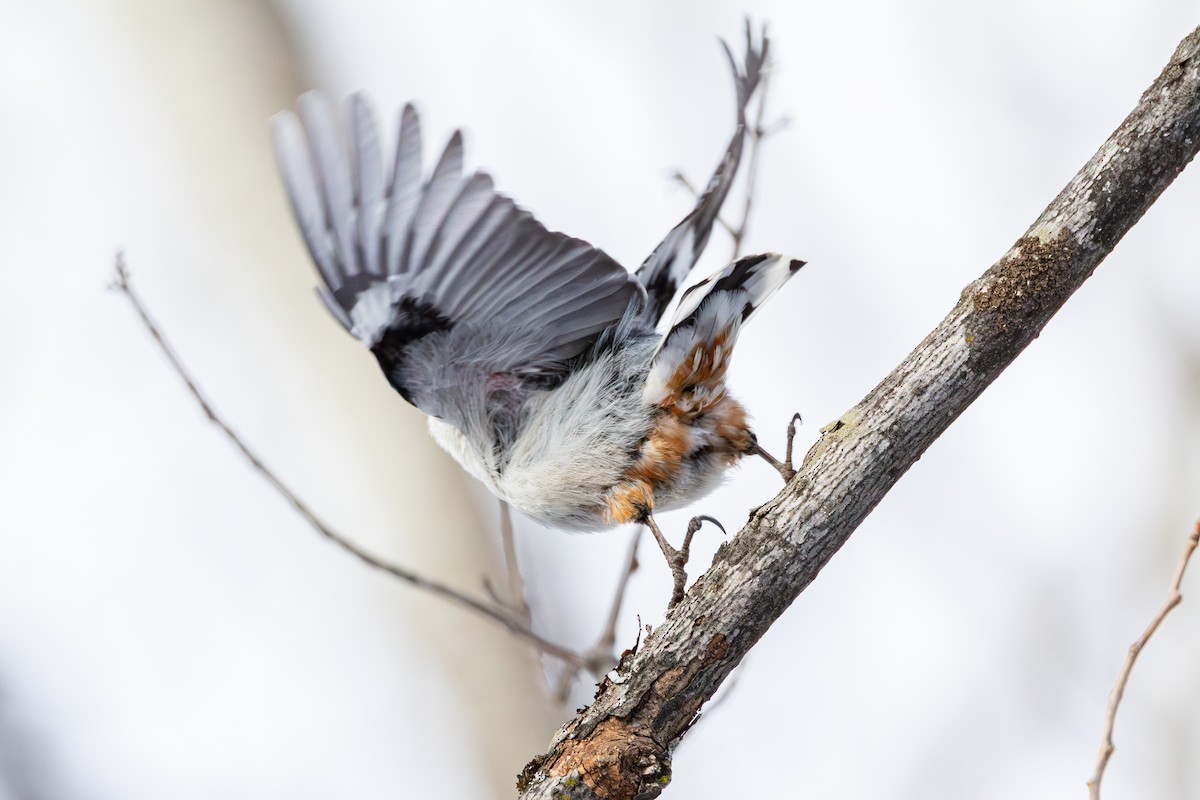 White-breasted Nuthatch - ML650615609