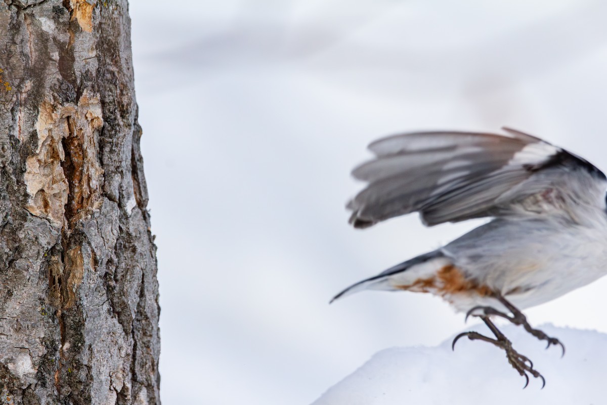 White-breasted Nuthatch - ML650615610