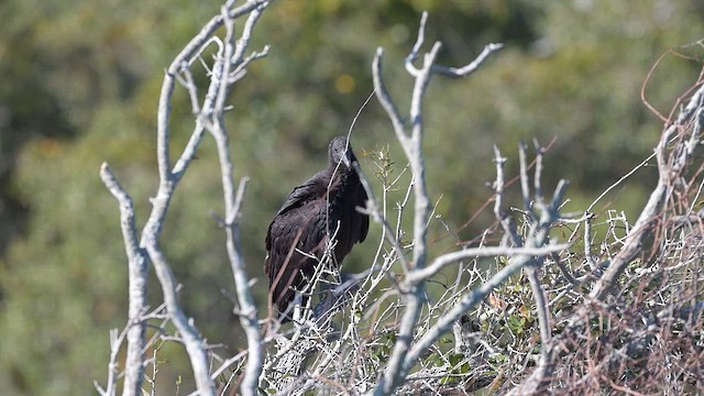 kondor havranovitý - ML650615732