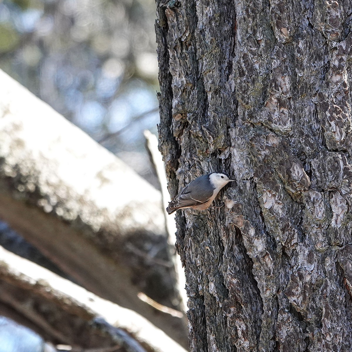 White-breasted Nuthatch - ML650615802
