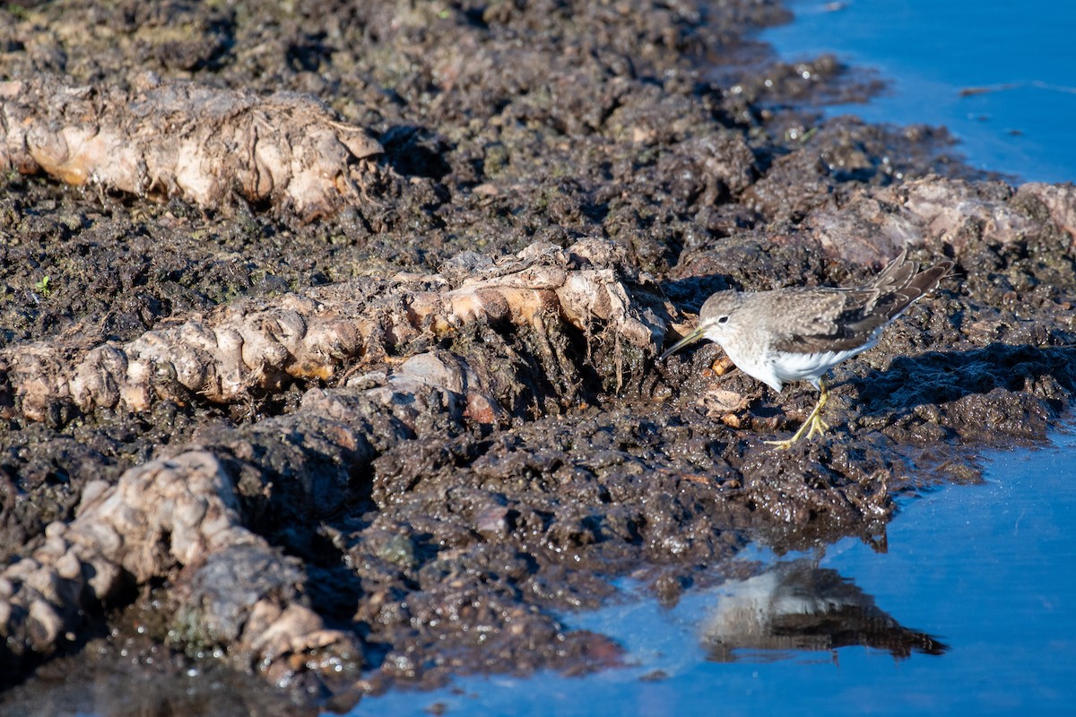 Einsiedelwasserläufer - ML650615903