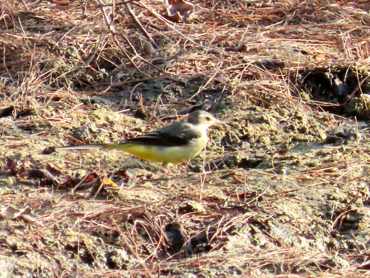 灰鶺鴒 - ML650615924