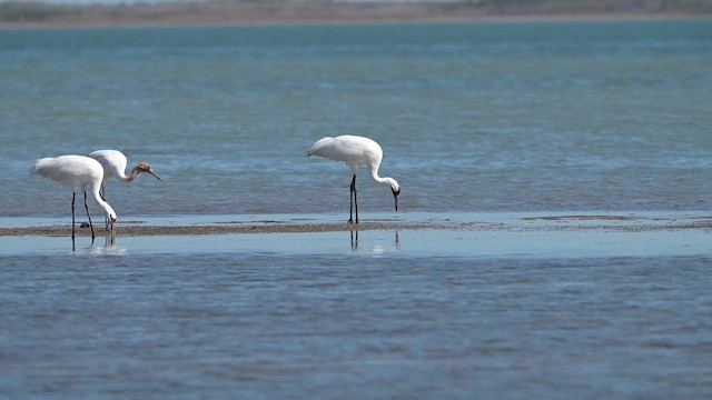 Whooping Crane - ML650615963