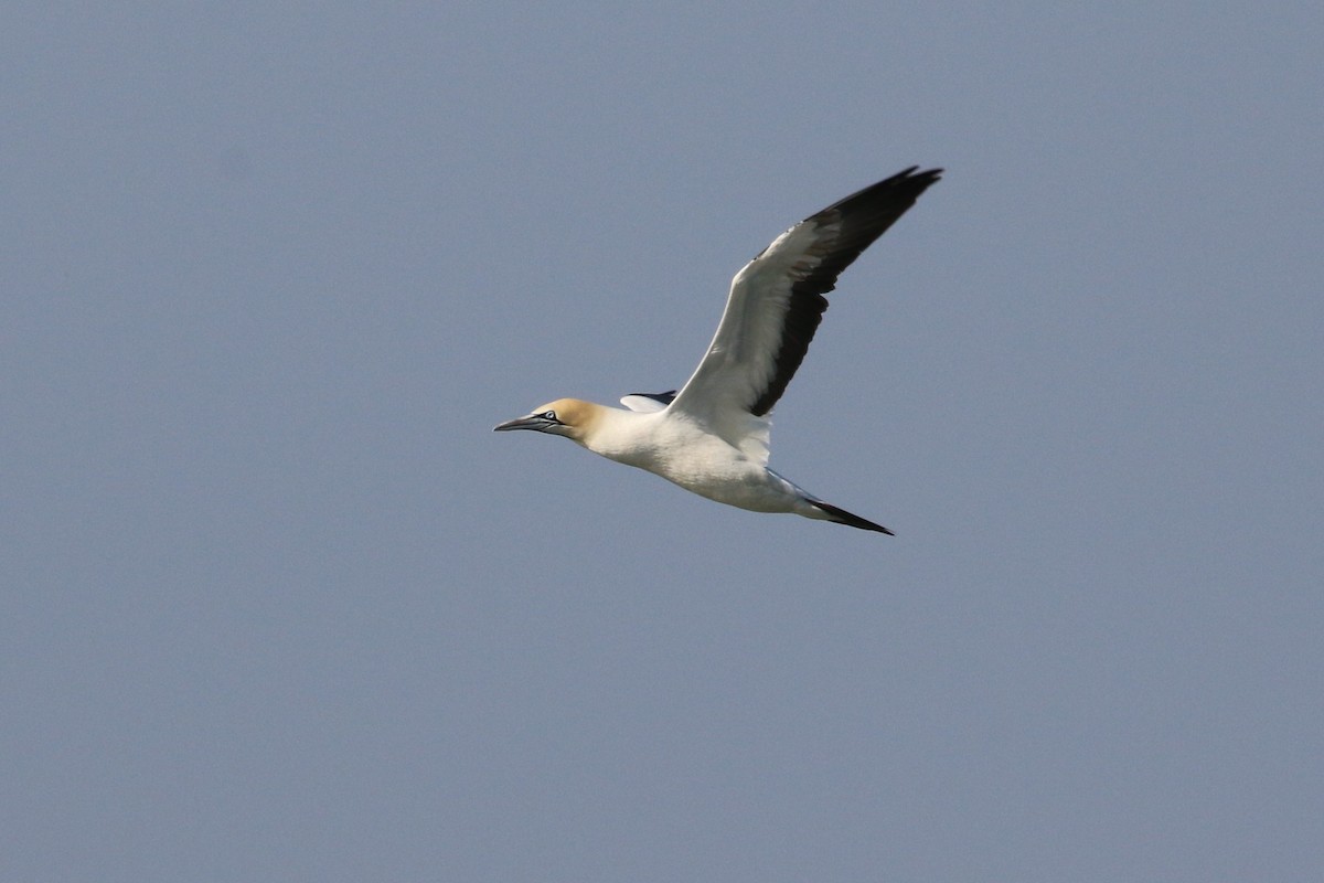 Cape Gannet - ML65061601