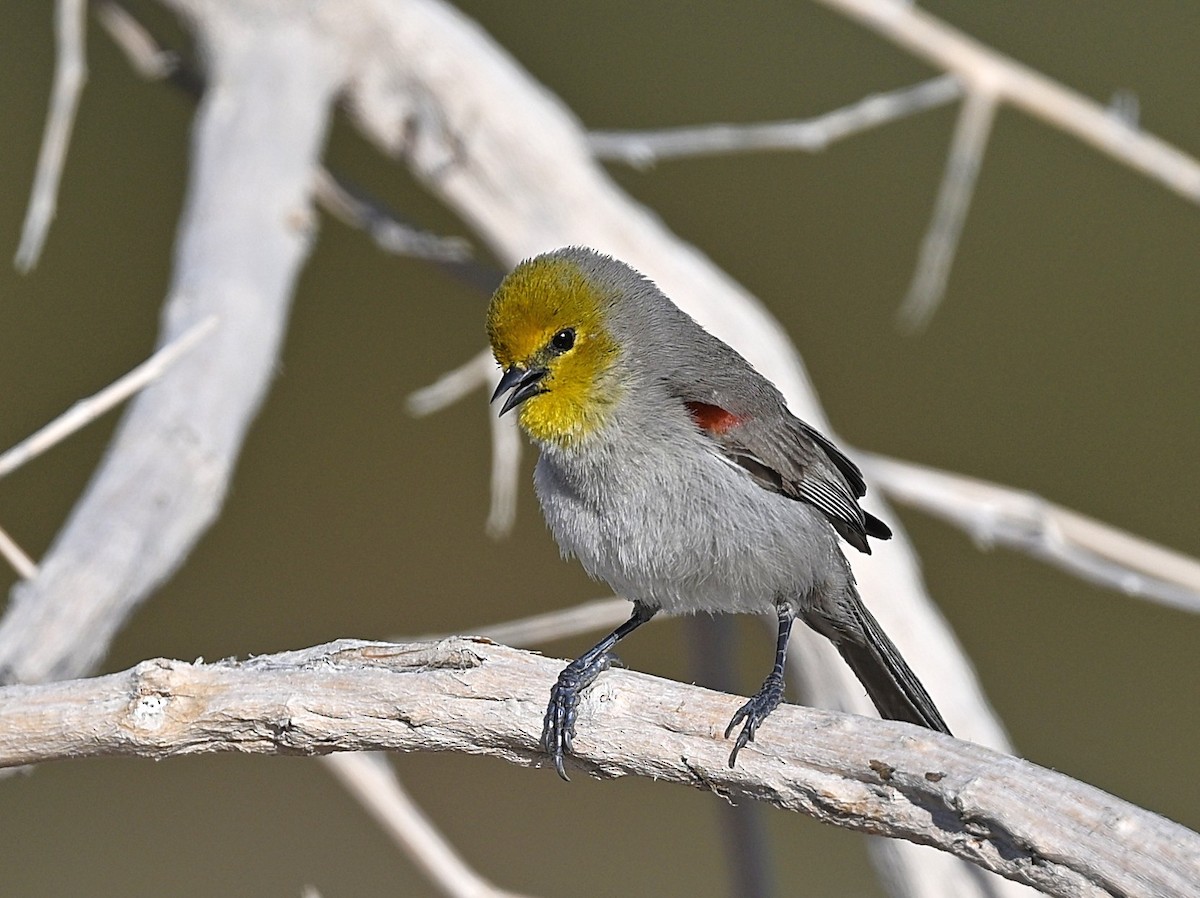 Verdin - ML650616026